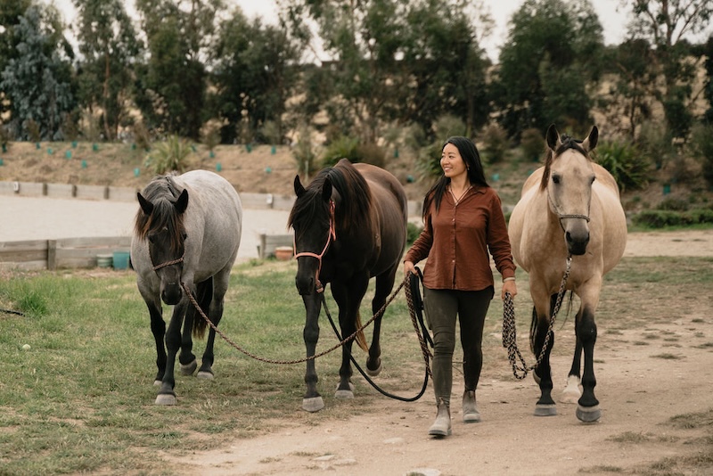 jin walking horses