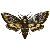 Dr Jin Ong death moth motif