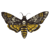 Death Moth - Dr Jin Ong